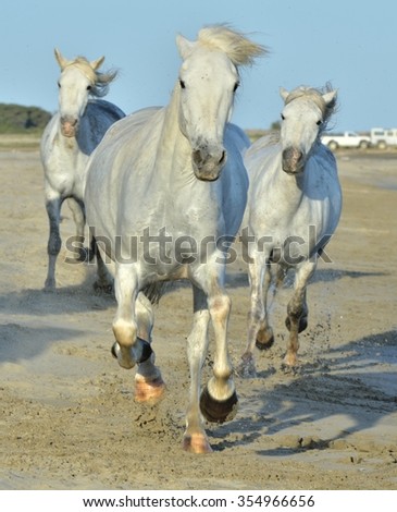 Portrait of the running White Camargue Horses on the beach.  Herd of White Camargue Horses galloping along the beach in sunday light. Camargue, Provence, France