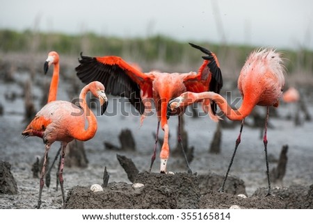 American Flamingos or Caribbean flamingos ( Phoenicopterus ruber ruber).  Colony of Great Flamingo the on nests. Rio Maximo, Camaguey, Cuba.