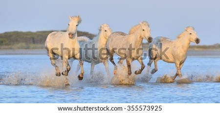 White Camargue Horses running on the blue water in sunset light. Parc Regional de Camargue - Provence, France