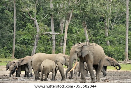 The African Forest Elephant, Loxodonta africana cyclotis, (forest dwelling elephant) of Congo Basin. At the Dzanga saline (a forest clearing) Central African Republic, Sangha-Mbaere, Dzanga Sangha