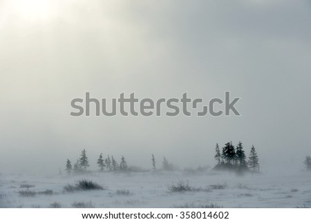 Snowstorm in tundra landscape with trees. low visibility conditions due to a snow storm in tundra foreground in Canada at winter time