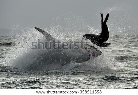 Great White Shark ( Carcharodon carcharias ) breaching in an attack . South Africa. Visible noise