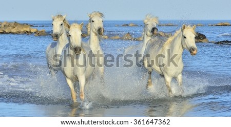 Herd of White Camargue Horses running on the water . Parc Regional de Camargue - Provence, France