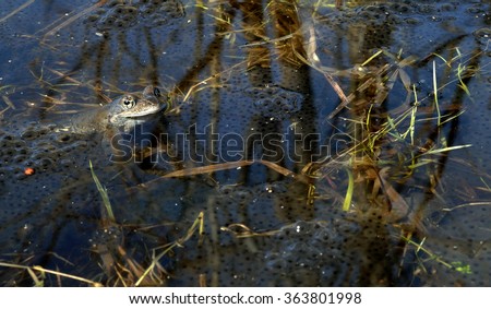 he common frog (Rana temporaria) mating, also known as the European common frog, European common brown frog, or European grass frog, is a semi-aquatic amphibian