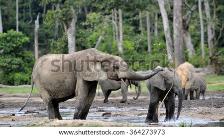 the attacking Elephant. Forest Elephant (Loxodonta africana cyclotis), (forest dwelling elephant) of Congo Basin. Dzanga saline (a forest clearing) Central African Republic, Dzanga Sangha. Africa