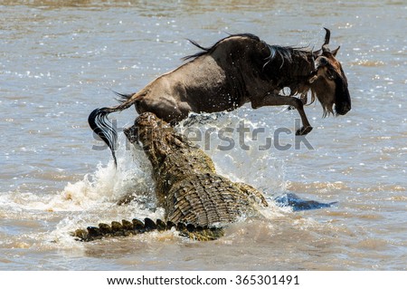On a hair from death. Crossing through the river Mara.The antelope Blue wildebeest ( connochaetes taurinus ), has undergone to an attack of a crocodile.