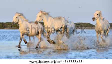 Herd of White Camargue Horses running on the water . Parc Regional de Camargue - Provence, France