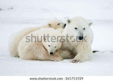 Polar she-bear with cubs. A Polar she-bear with two small bear cubs on the snow. The polar bear (Ursus maritimus)
