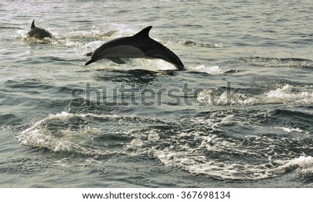 Group of dolphins, swimming in the ocean  and hunting for fish. The jumping dolphins comes up from water. The Long-beaked common dolphin (scientific name: Delphinus capensis) swim in atlantic ocean.