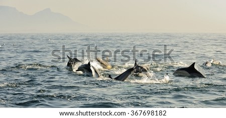Group of dolphins, swimming in the ocean  and hunting for fish. The jumping dolphins comes up from water. The Long-beaked common dolphin (scientific name: Delphinus capensis) swim in atlantic ocean.