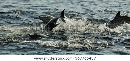 Group of dolphins, swimming in the ocean  and hunting for fish. The jumping dolphins comes up from water. The Long-beaked common dolphin (scientific name: Delphinus capensis) in atlantic ocean.