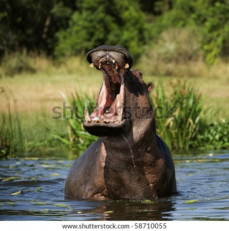 Ancient Hippo