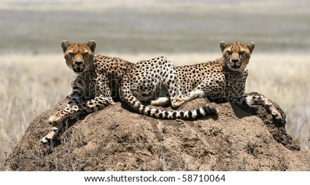 2  cheetahs / The cheetah is an atypical member of the cat family  that is unique in its speed, while lacking strong climbing abilities. The species is the only living member of the genus .