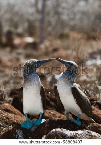 The Blue-footed Boobyis a bird in the Sulidae family which comprises ten species of long-winged seabirds.