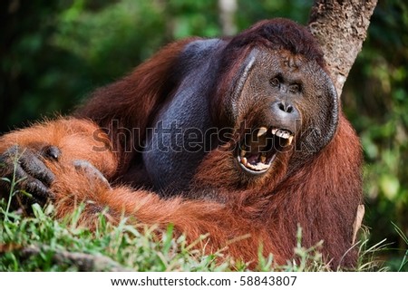 Samson male.  /  Pongo pygmaeus wurmbii - southwest populations. The orangutans are the only exclusively Asian living genus of great ape.