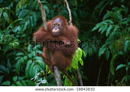 . The Sad. / Pongo pygmaeus wurmbii - southwest populations. The orangutans are the only exclusively Asian living genus of great ape.