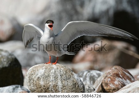 The Common Tern / The Common Tern  is a seabird of the tern family Sternidae. This bird has a circumpolar distribution breeding in temperate and sub-Arctic regions of Europe, Asia and  America.