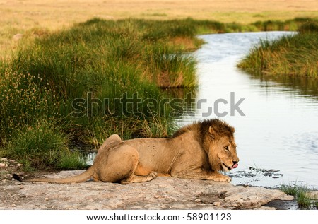 The lion (Panthera leo  nubica), known as the East African or Massai Lion, is found in east Africa, from Ethiopia and Kenya to Tanzania and Mozambique./  Lion on a watering place