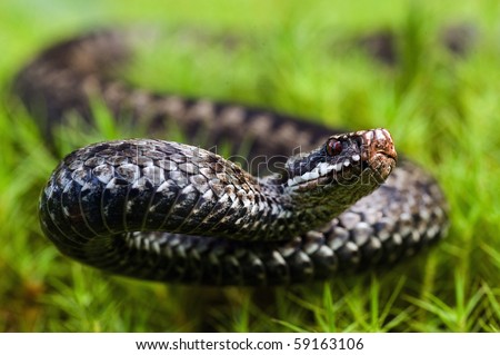 photo : Snake./ Vipera berus, the common European adder