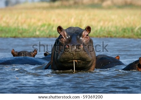 Cokctail through a straw. / The hippopotamus sits in a bog and as though drinks water through a straw. Zambia. Africa.
