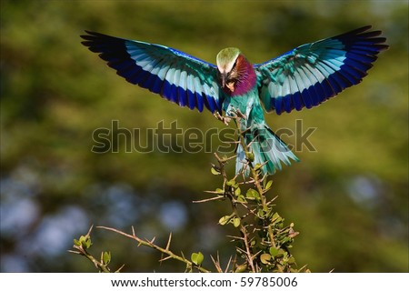 The bright bird sits down on a branch holding in a beak of a cricket. The Bright green background.