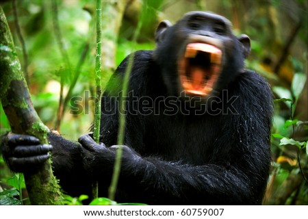 Shouting a chimpanzee. The chimpanzee shouts in dark wood, giving signs to the relatives.