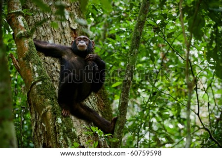 Chimpanzee on a tree. The chimpanzee poses on a tree in dark green wood.