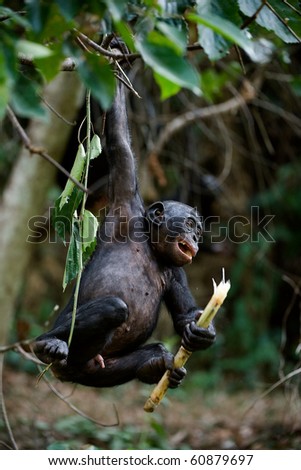 bonobo tree