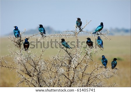 The group of bright bi of brilliant birds sits on an acacia as a New Year\'s garland.