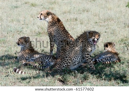Five cheetahs. The family from five cheetahs hides in a shade of an acacia from the day sun.