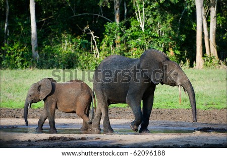 African Forest Elephants.Loxodonta cyclotis. Forest elephants on the fringe of the forest in jungle It is Central - African Republic.