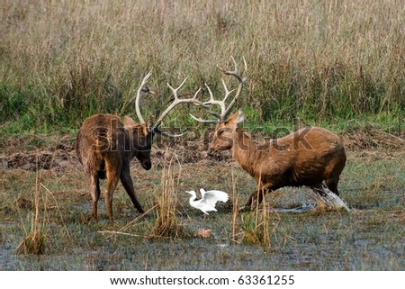 Duel of swamp deer. The marriage period. The referee.