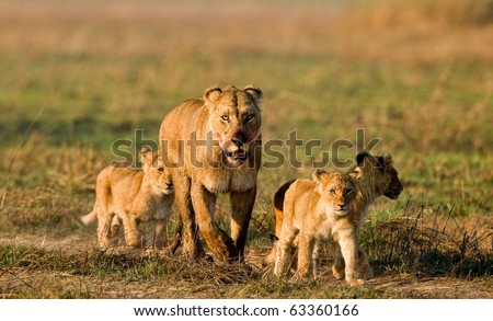 Lioness with three cubs. The lioness after hunting conducts cubs to prey.