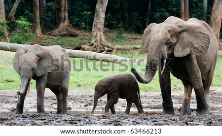 Family of forest Elephants. The African Forest Elephant (Loxodonta cyclotis) is a forest dwelling elephant of the Congo Basin.