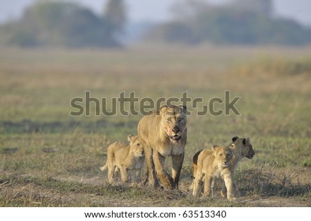 Lioness after hunting with cubs. The lioness with a blood-stained muzzle has returned from hunting to the kids to young lions.