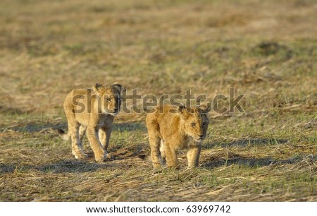 Two young lions. Two small young lions go on savanna. A yellow grass. The morning sun.