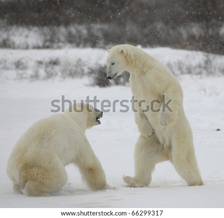 Fight of polar bears. Two polar bears fight. Tundra with undersized vegetation. Snow.