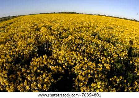 Field of yellow flowers. A morning field covered with yellow  flowers.