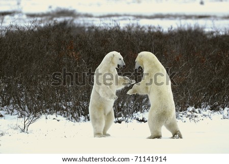 Fight of polar bears. Two polar bears fight. Snow-covered tundra with undersized vegetation.