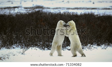 Fight of polar bears. Two bears fight, one suffices another teeth for a nape.