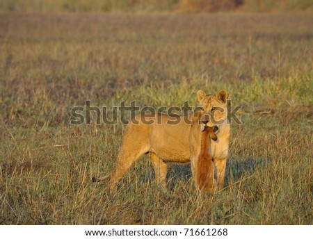 new born antelope