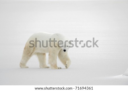 A polar bear going on snow.
