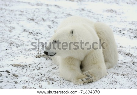 Portrait of a polar bear. A polar bear lying on snow, at a short distance. Close up.