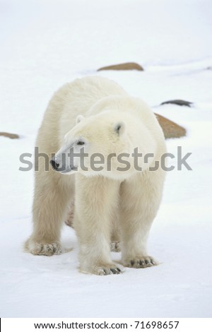 Portrait of a polar bear. Close up a portrait of a polar bear.