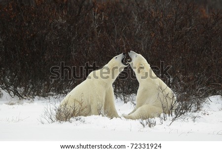 To compare the size to graze. Two polar bears are measured with each other in the sizes to graze.