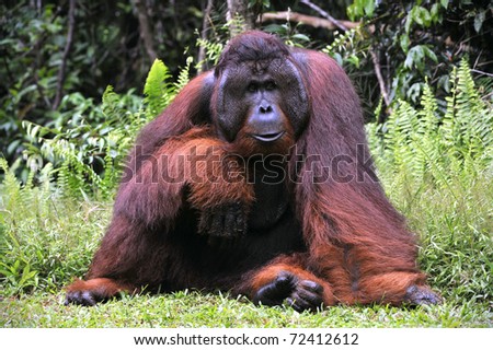 The adult male of the Orangutan. Portrait of the adult male of the orangutan in the wild nature. Island Borneo. Indonesia.