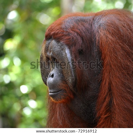 The adult male of the Orangutan. Close up portrait of the adult male of the orangutan in the wild nature. Island Borneo. Indonesia.