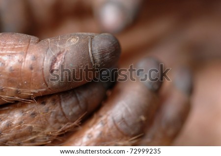 Paw of the orangutan. A hand of a paw of the orangutan close up.