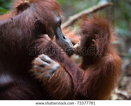 A female of the orangutan with a cub in a native habitat.The cub of the orangutan kisses mum.  Rain wood of Borneo.