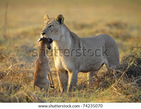 new born antelope